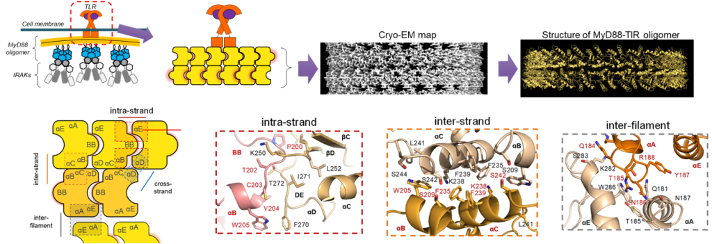 cryo-em_of_TIR_oligo